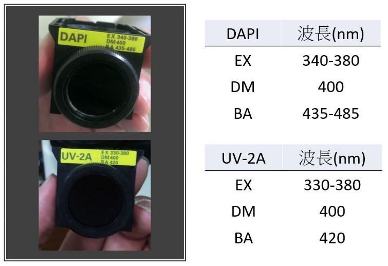 3.jpg - 顯微鏡的螢光系統 濾片基本規格判讀