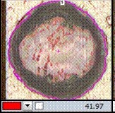 紅.jpg - 【應用分享】使用NIKON NIS-Elements 量測分析軟體，進行複雜的IMC(共金)分析也可以很簡單