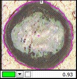 綠.jpg - 【應用分享】使用NIKON NIS-Elements 量測分析軟體，進行複雜的IMC(共金)分析也可以很簡單