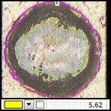 黃.jpg - 【應用分享】使用NIKON NIS-Elements 量測分析軟體，進行複雜的IMC(共金)分析也可以很簡單