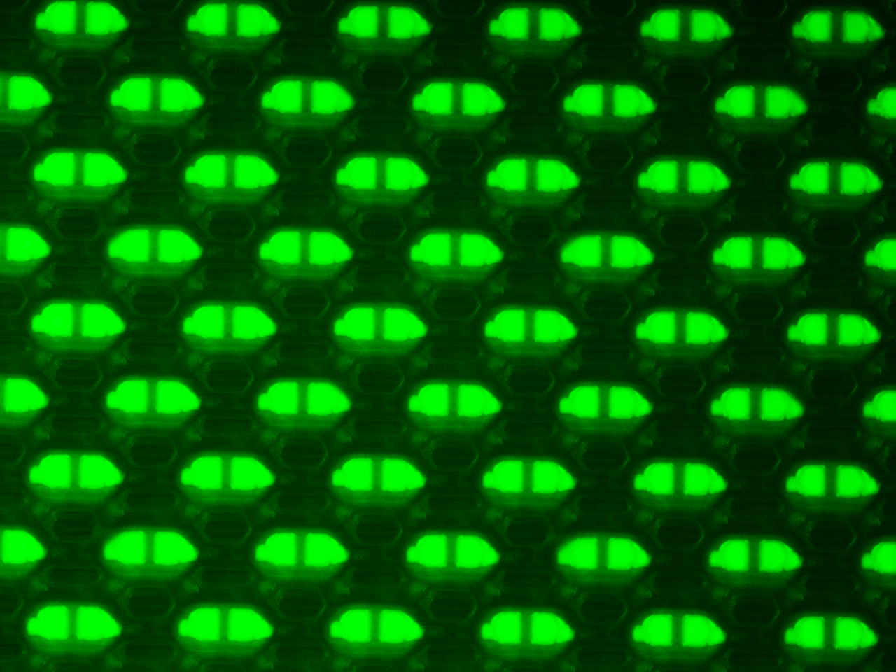 02.png - OLED (有機發光二極體)面板於螢光顯微鏡之應用(下篇)