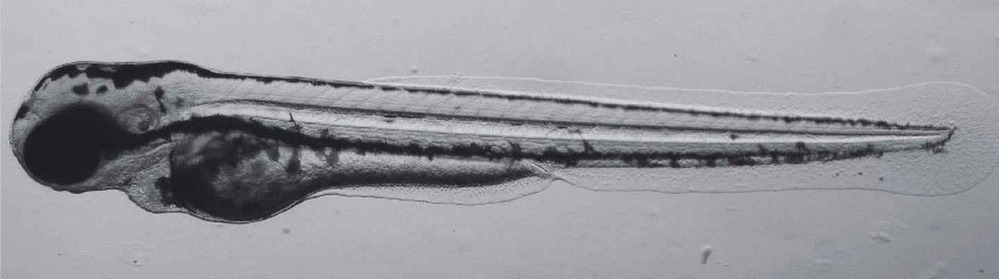 ds10_Mono-3_e8d850819e27cea92f38321455d96b39.jpg - 【新品快訊】NIKON Digital Sight 10 雙模式（彩色 / 黑白）6K 高解析 CMOS 影像系統