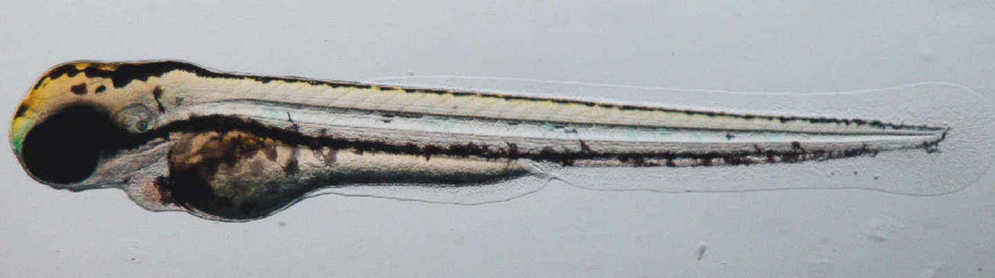 ds10_Color-3_e8d850819e27cea92f38321455d96b39.jpg - 【新品快訊】NIKON Digital Sight 10 雙模式（彩色 / 黑白）6K 高解析 CMOS 影像系統