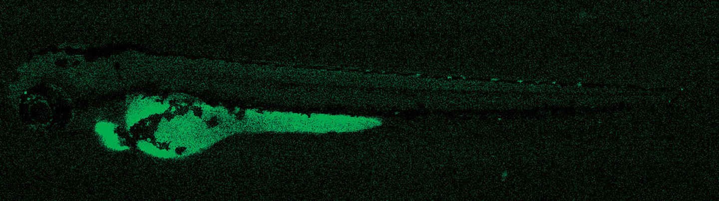 ds10_GFP-Mono-3_e8d850819e27cea92f38321455d96b39.jpg - 【新品快訊】NIKON Digital Sight 10 雙模式（彩色 / 黑白）6K 高解析 CMOS 影像系統