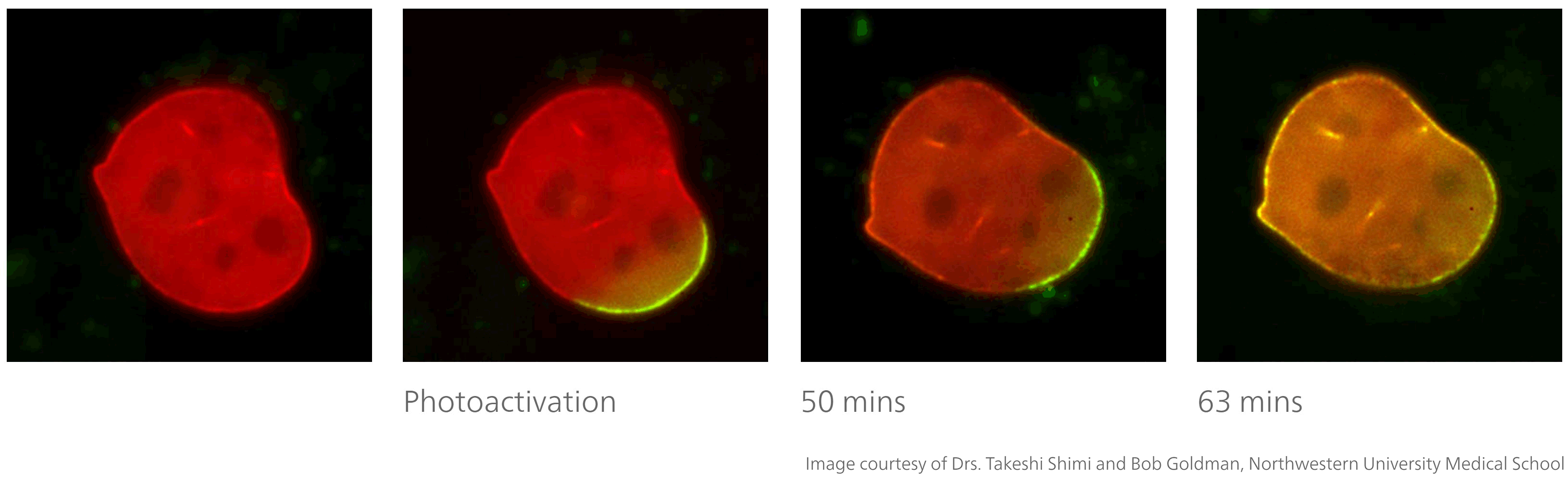 3-1.png - 【生命科學儀器】光活化應用 Photoactivation