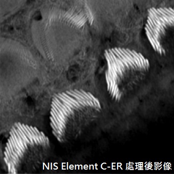 NIS - Elements C - ER 共軛焦影像擷取分析軟體