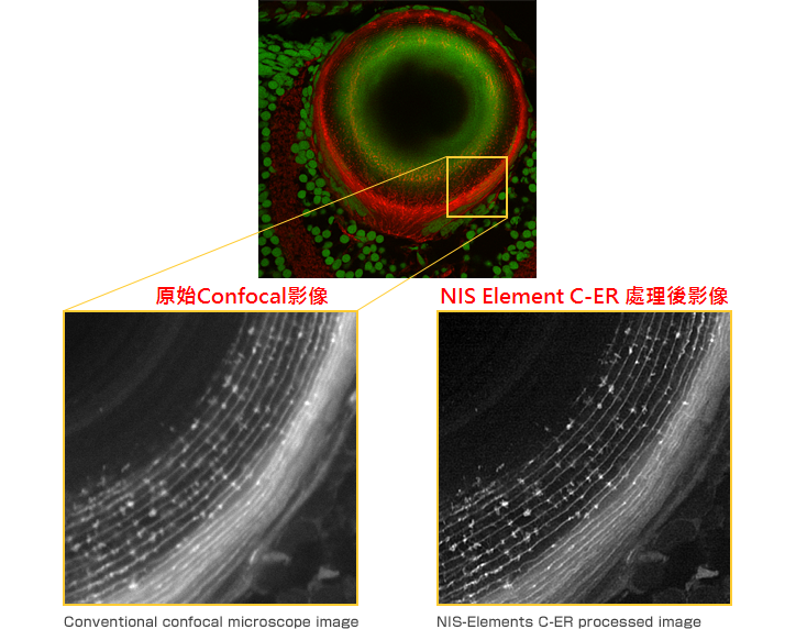 NIS - Elements C - ER 共軛焦影像擷取分析軟體