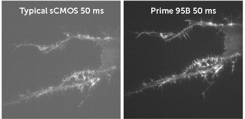 3.png - Prime 95B 背照式 sCMOS 相機