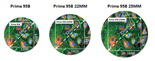 4.png - Prime 95B 背照式 sCMOS 相機