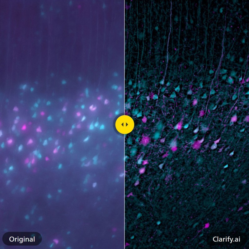 Nikon NIS.ai人工智慧影像分析模組