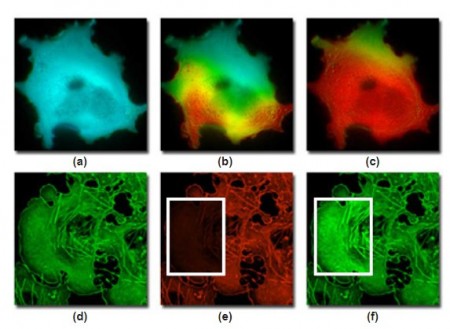 使用活細胞成像的敏化發射和受體光漂白 FRET 測定