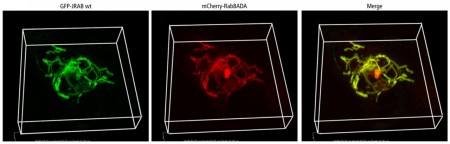 再循環內體管狀結構三維共軛焦影像