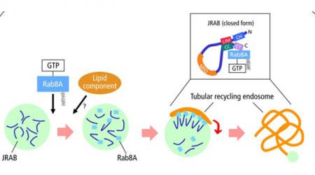 單一蛋白質形成立體結構狀