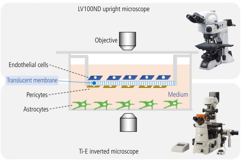 血腦屏障細胞培養情境
